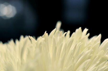 White flower nature