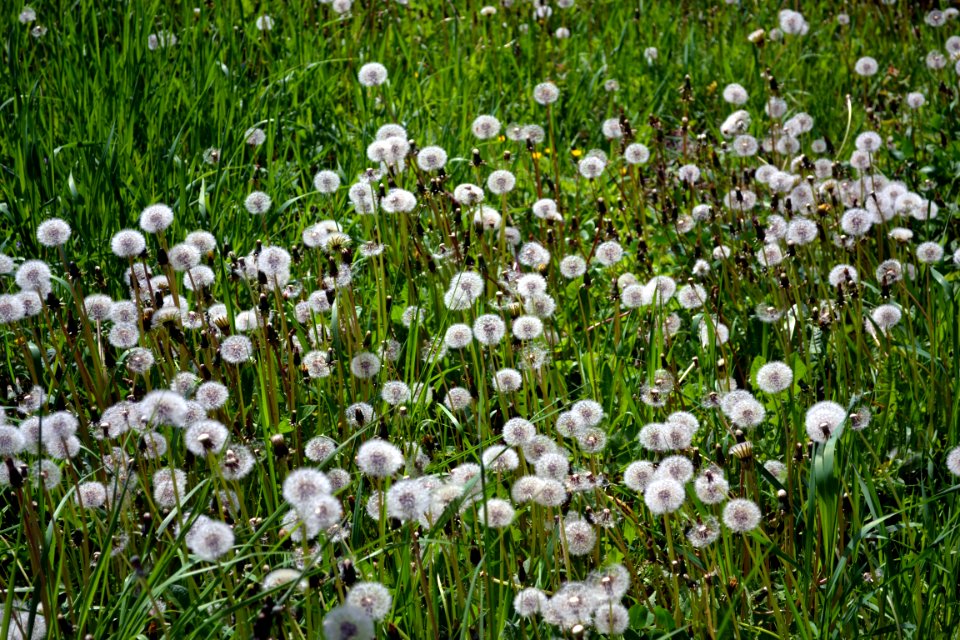 Dandelions and alfalfa