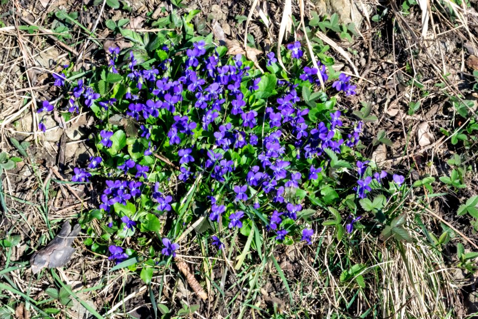 spring