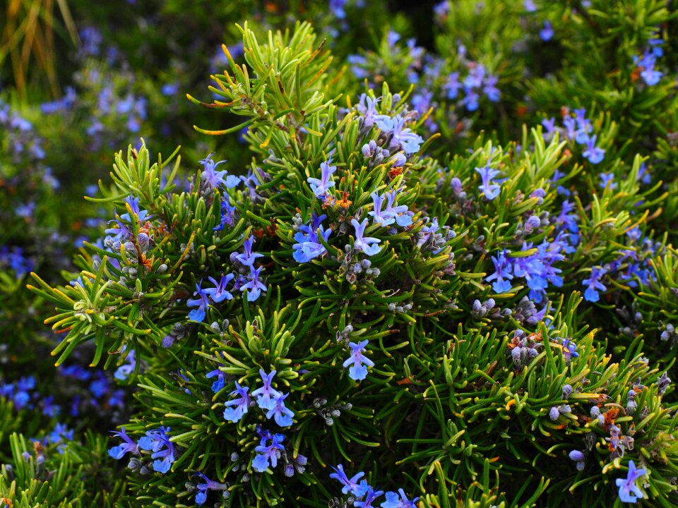 Violet rosmarinus officinalis rosmarinus