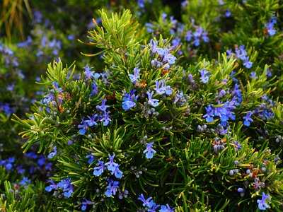 Violet rosmarinus officinalis rosmarinus