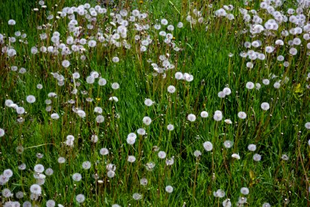 Dandelions and alfalfa