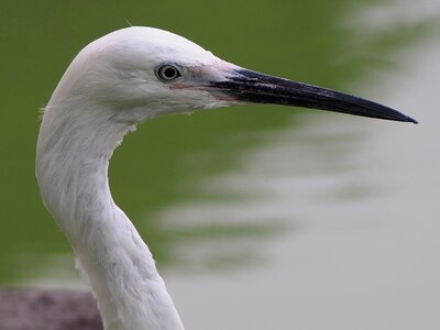 專 note animal portraits bird