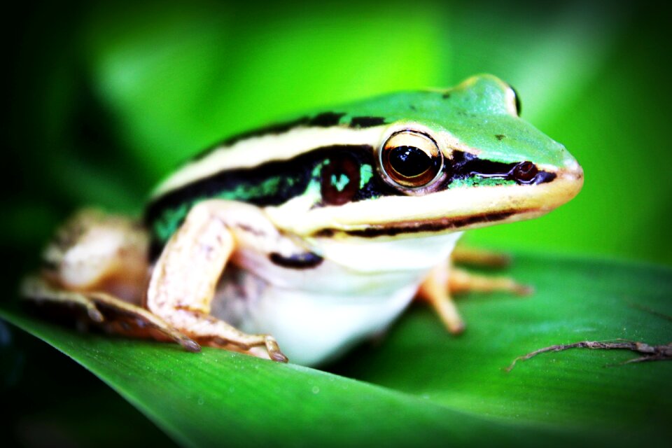 Agalychnis callidryas animal beautiful