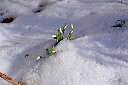 Ghiocei în zăpadă