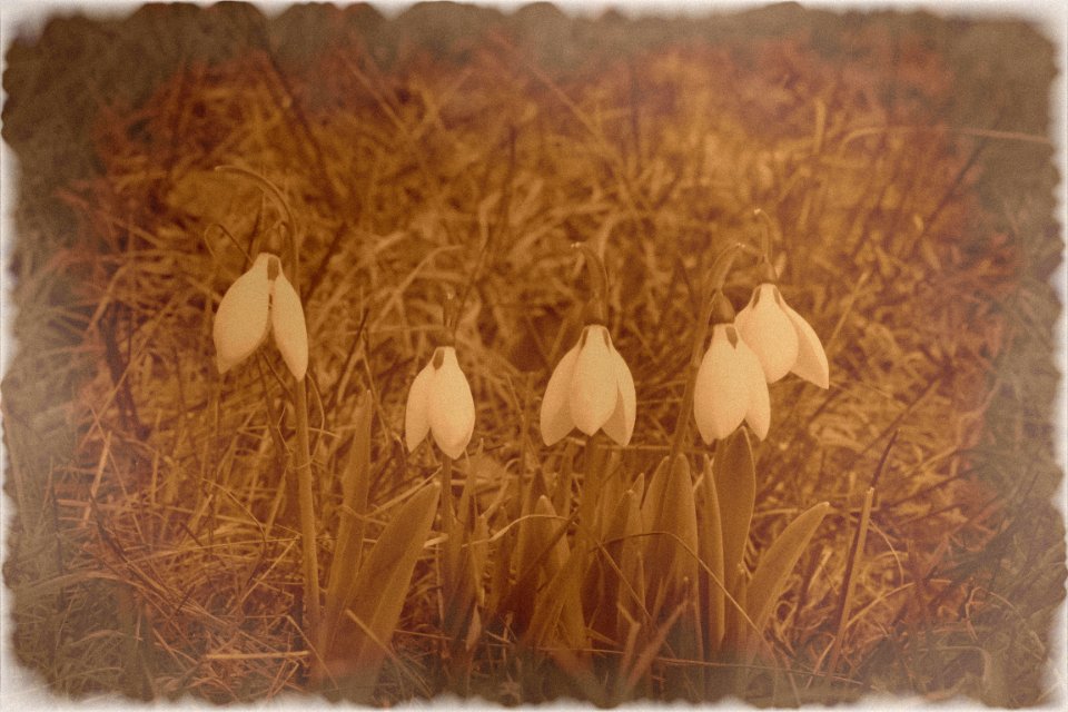 Sepia photo