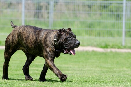 Animal shelter kennels dog pension photo