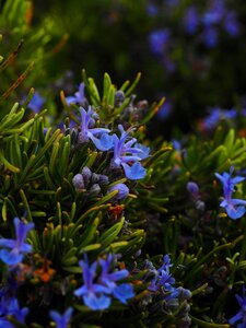 Violet rosmarinus officinalis rosmarinus