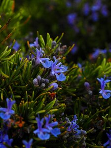 Violet rosmarinus officinalis rosmarinus photo