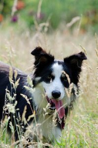 Warm tricolour dog sun