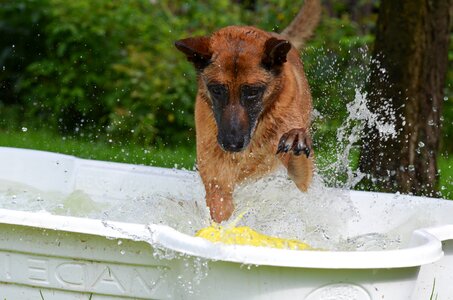 Crazy egg dog plays dog paddle photo