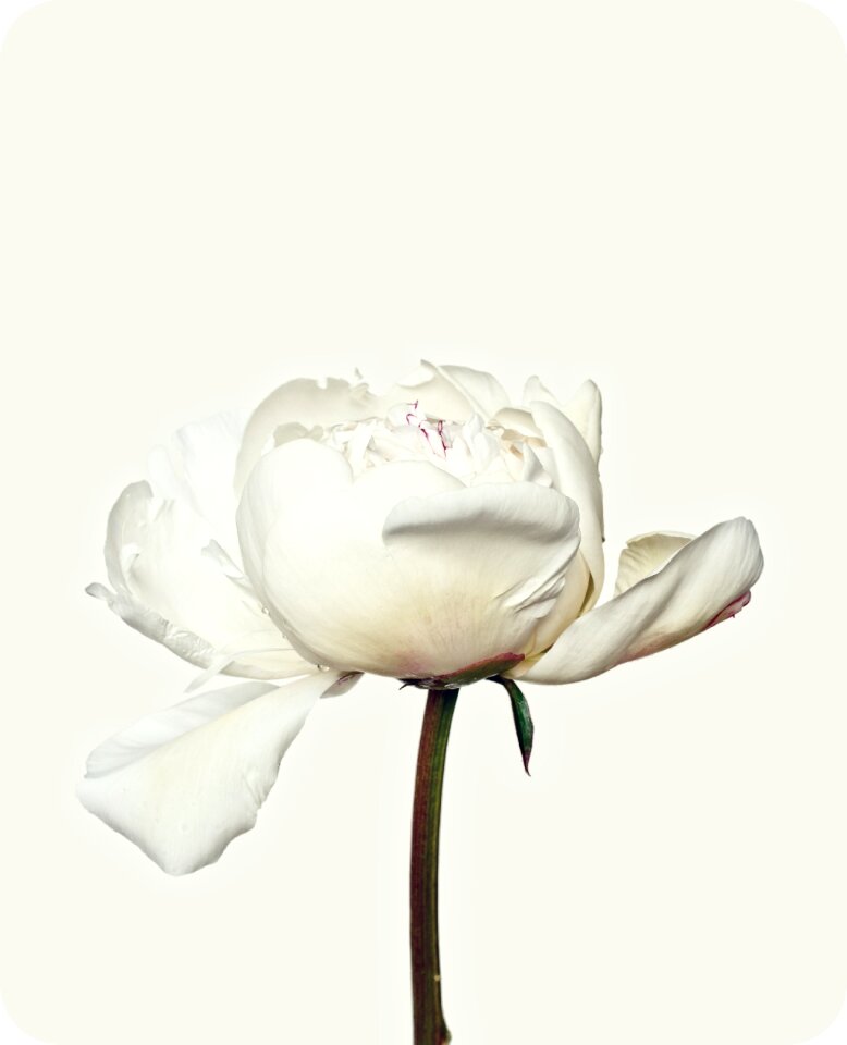 Blossom bloom flora