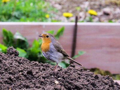 Garden nest building young birds