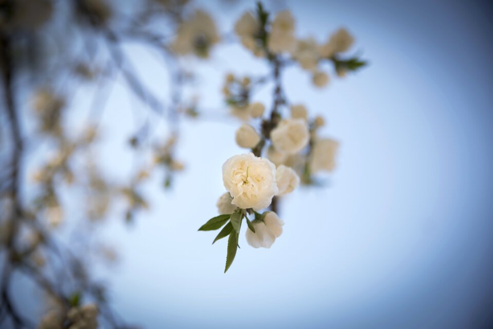 April nature out of focus