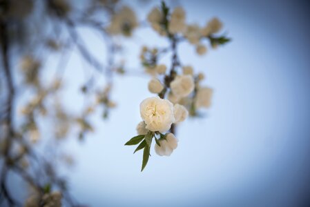 April nature out of focus