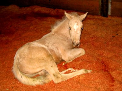 Palomino colt lying in sawdust photo