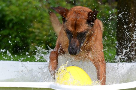 Crazy egg dog plays dog paddle photo