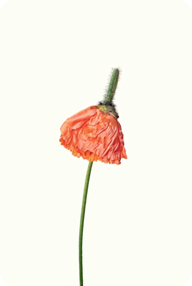 Bloom flower flora
