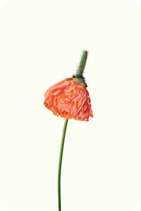 Bloom flower flora