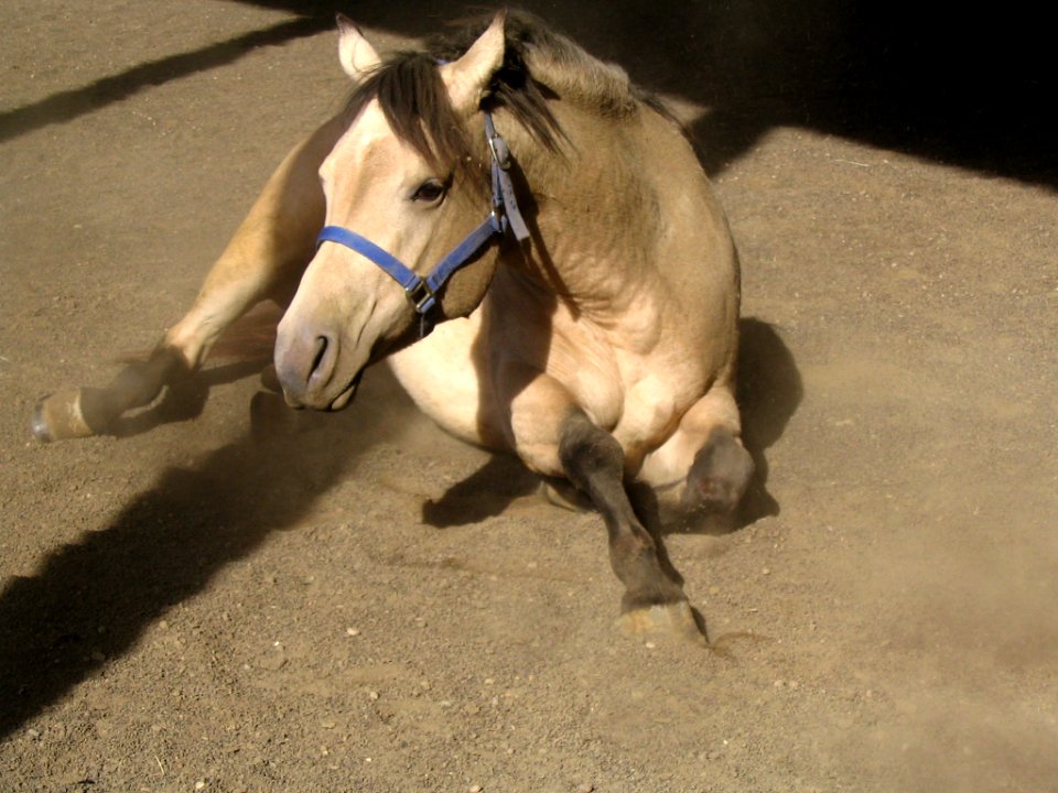 Buckskin mare lying in sun in arena