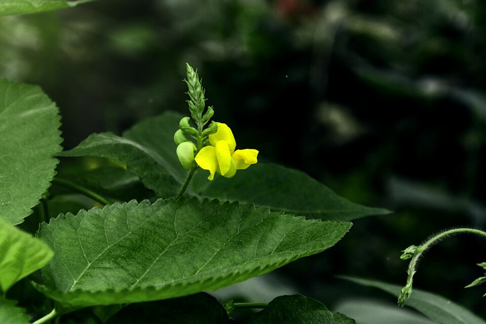 Green roadside close-up