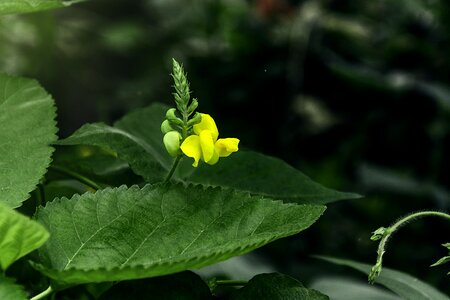 Green roadside close-up