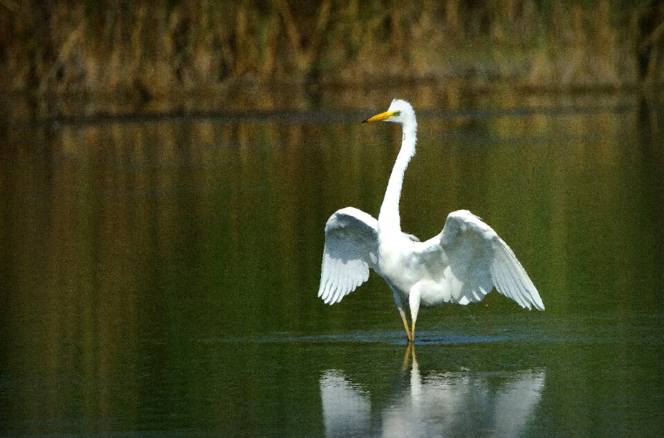 Bird large water