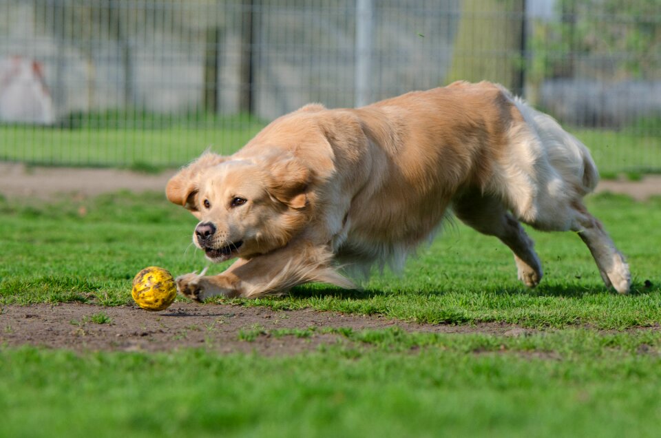Ball hunting running dog apport