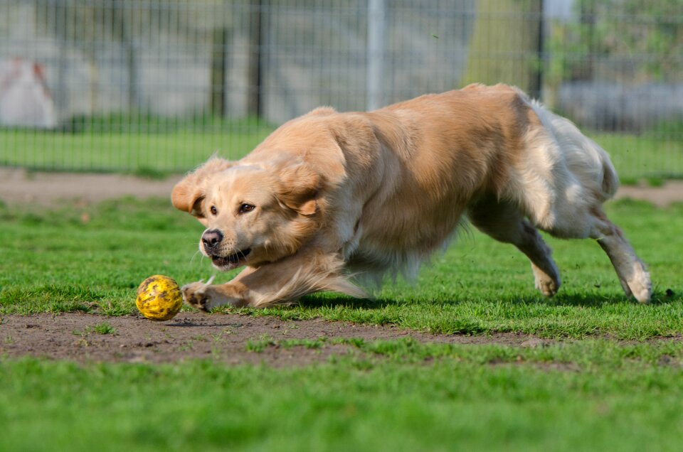 Ball hunting running dog apport photo