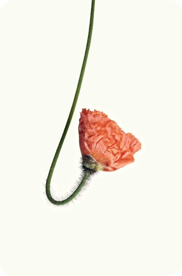Flower flora orange