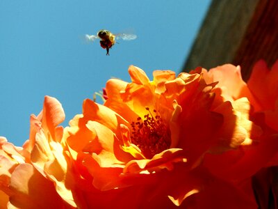 Bloom garden insect photo