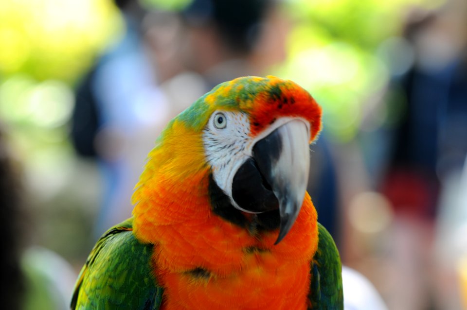 Parrot head shot 2
