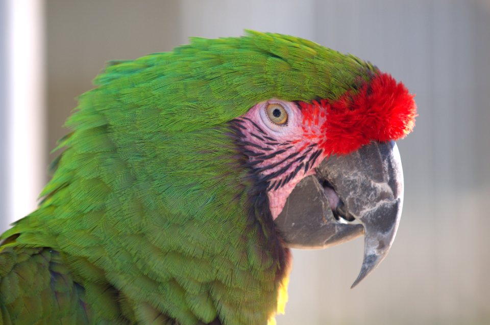 Military macaw closeup photo