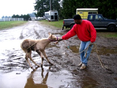 Jerry pulling a palomino colt through mud with a loop of rope photo