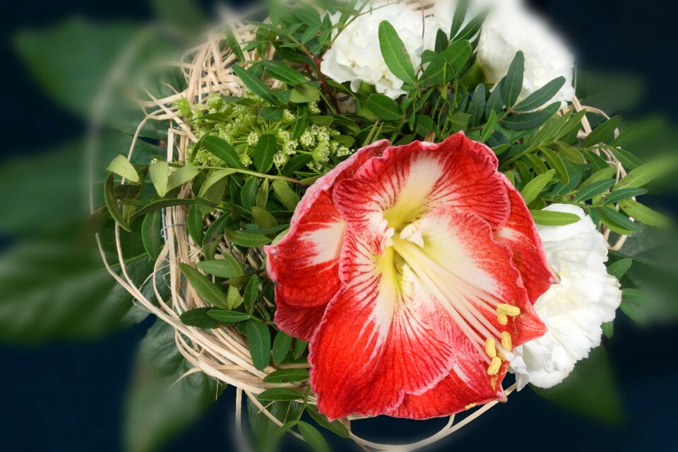 Blossom bloom flower