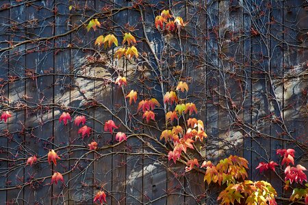 Wooden wall entwine wall boards photo