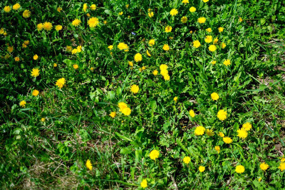 Flowers of spring