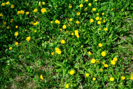 Flowers of spring