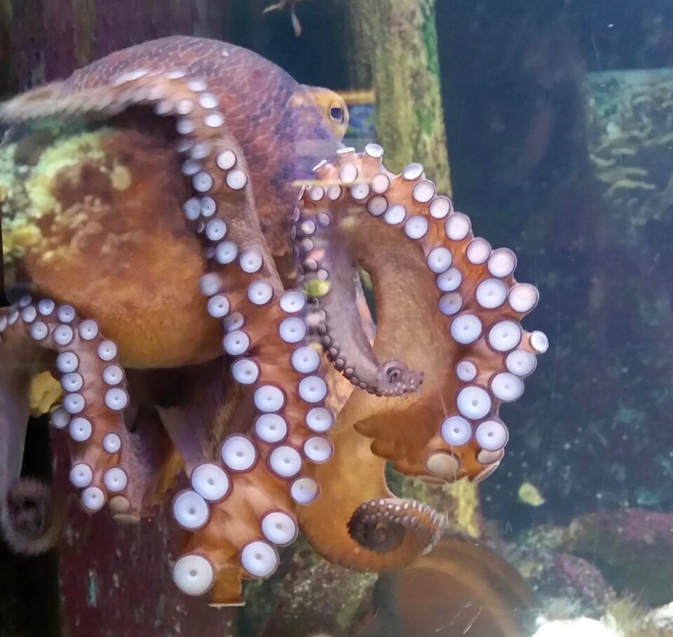 Suck underwater water