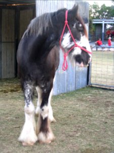 Bay horse with blaze, socks, and feathering from front photo