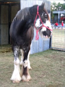 Bay horse with blaze, socks, and feathering from front