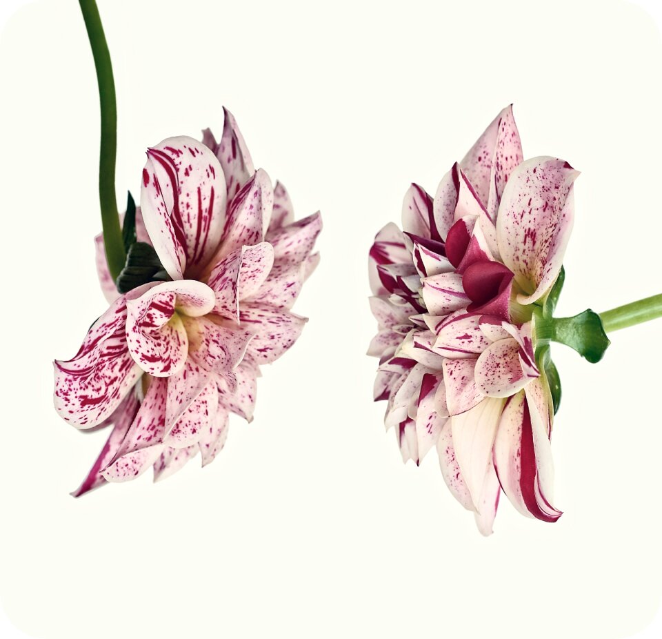 Blossom bloom flower