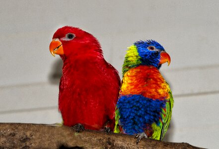 Parrot colors beak photo