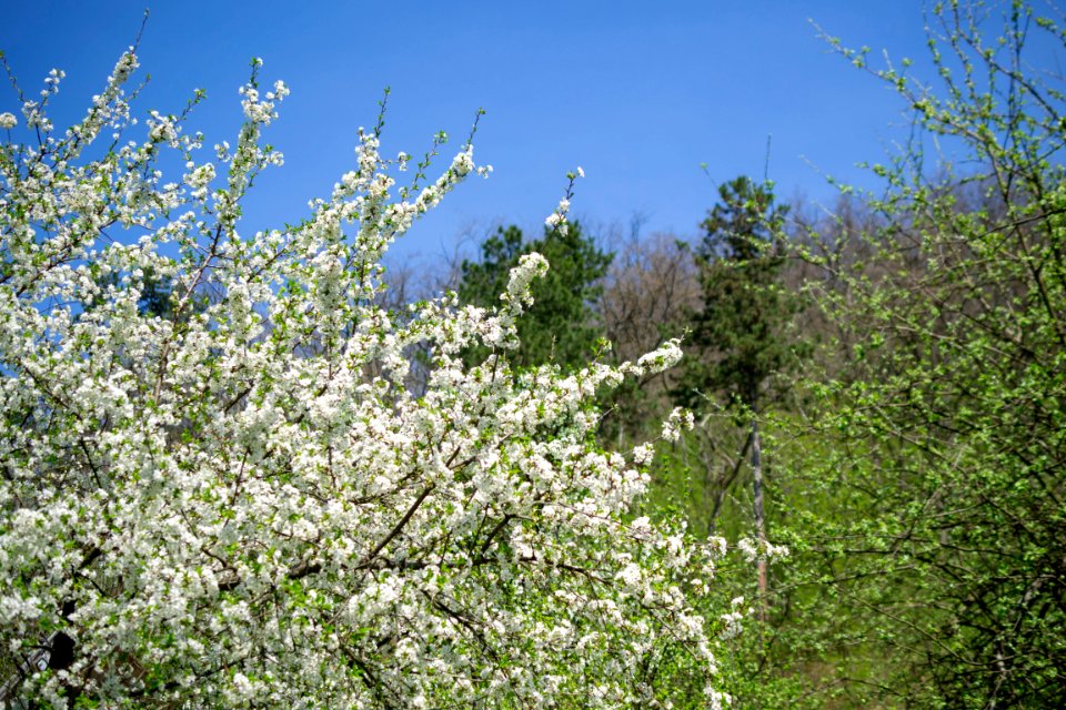 Flowers of spring