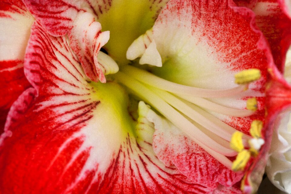 Bloom flower plant