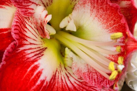 Bloom flower plant