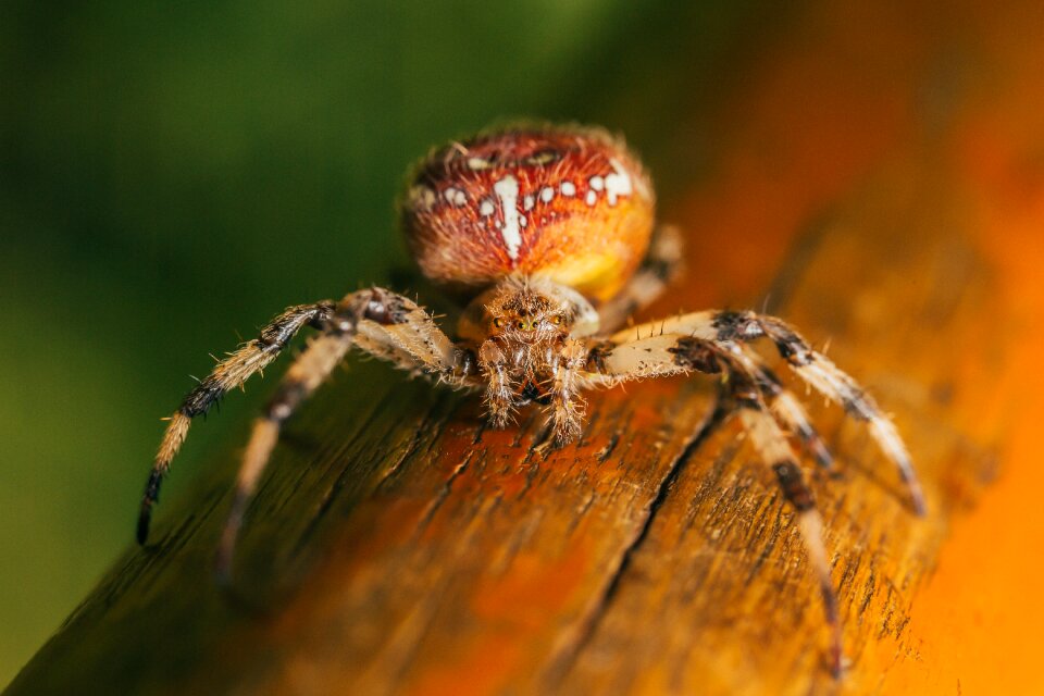 Nature dangerous poisonous