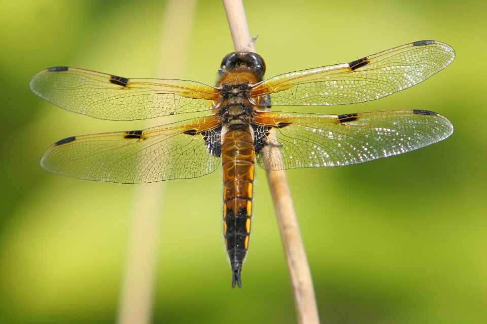 Nature insect close up photo