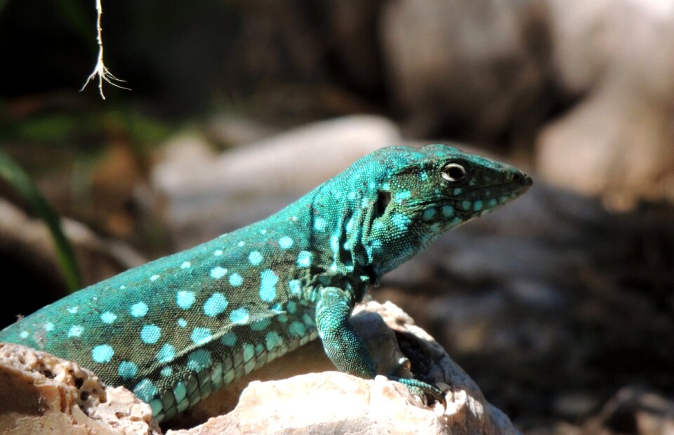 Lizard animal reptile
