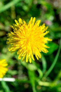 Flowers of spring